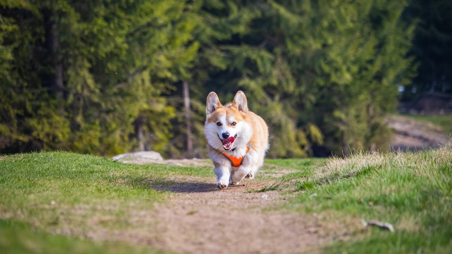 Veterinarian In Magnolia, AR 71753 | Magnolia Veterinary Services