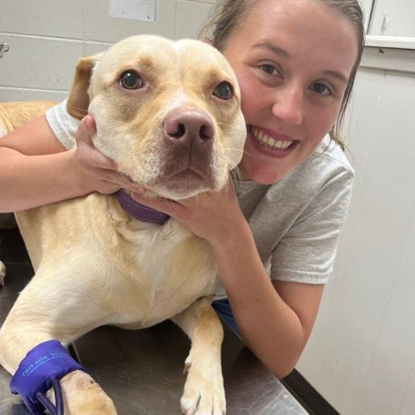 vet staff with a dog