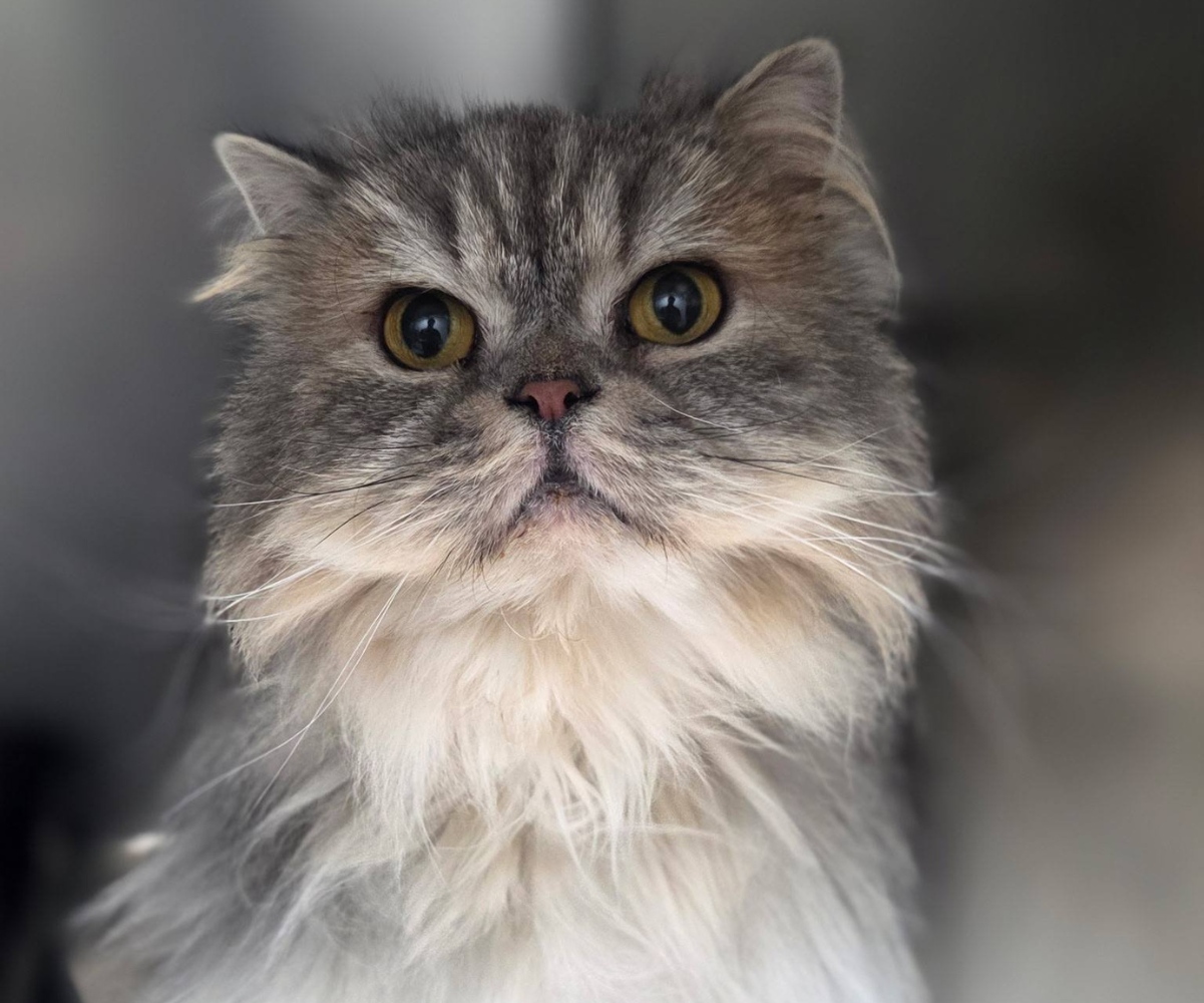 Persian cat with a thick gray and white coat sits alertl