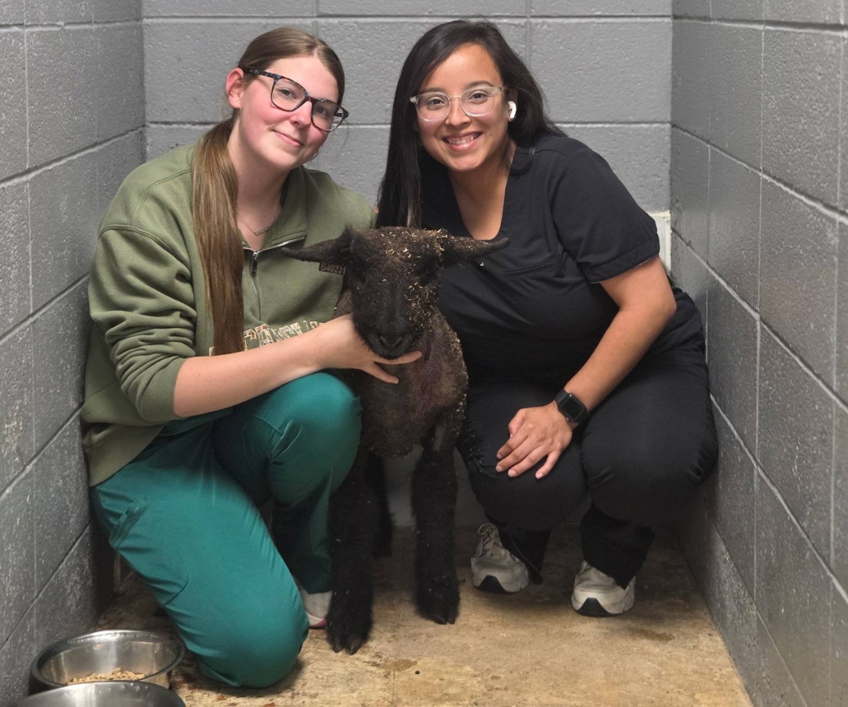 Two vets are crouched beside a black lamb