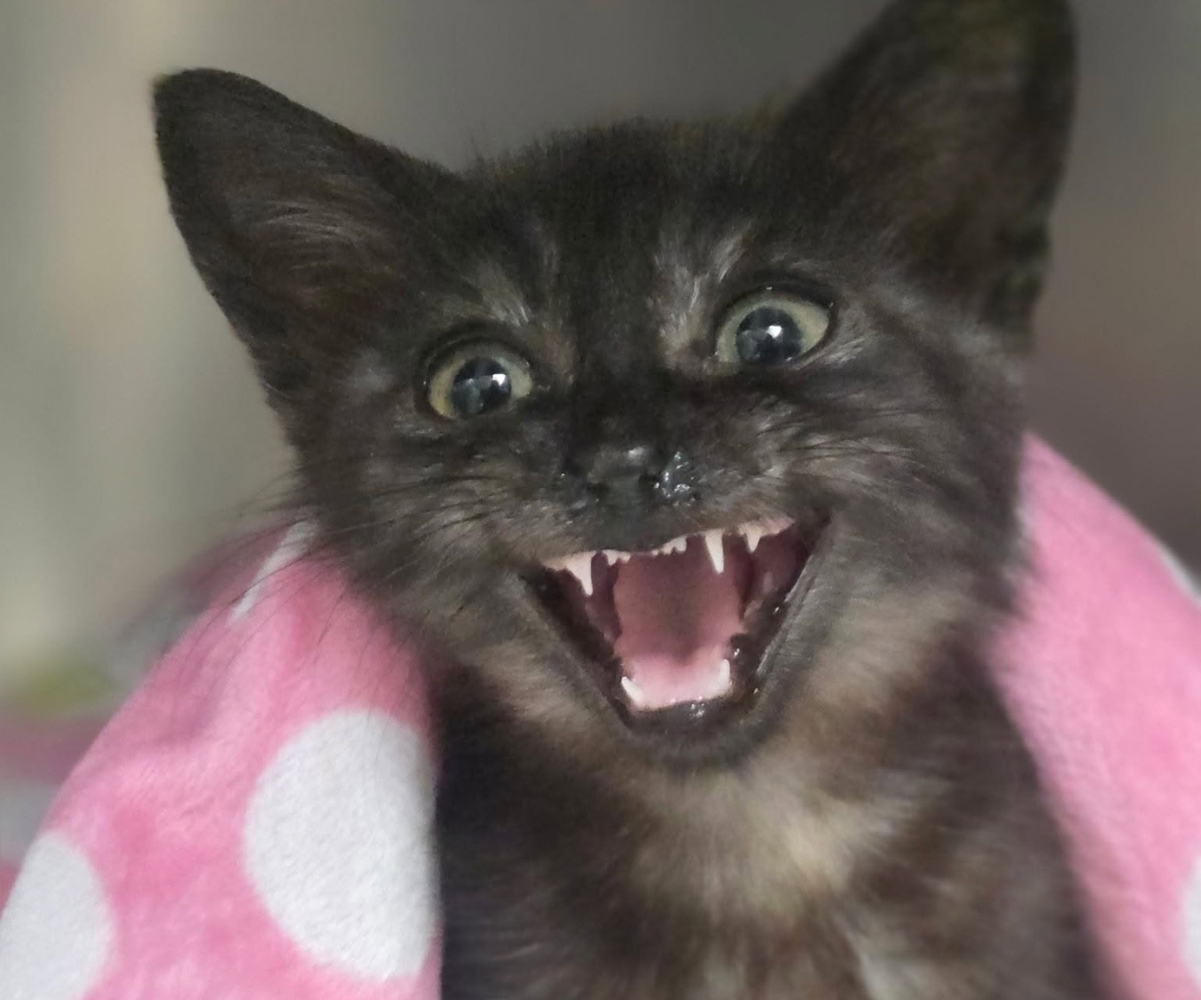 A black kitten with its mouth open and wide eyes