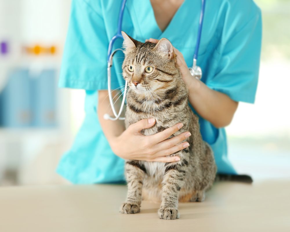 cat with vet cat with vet
